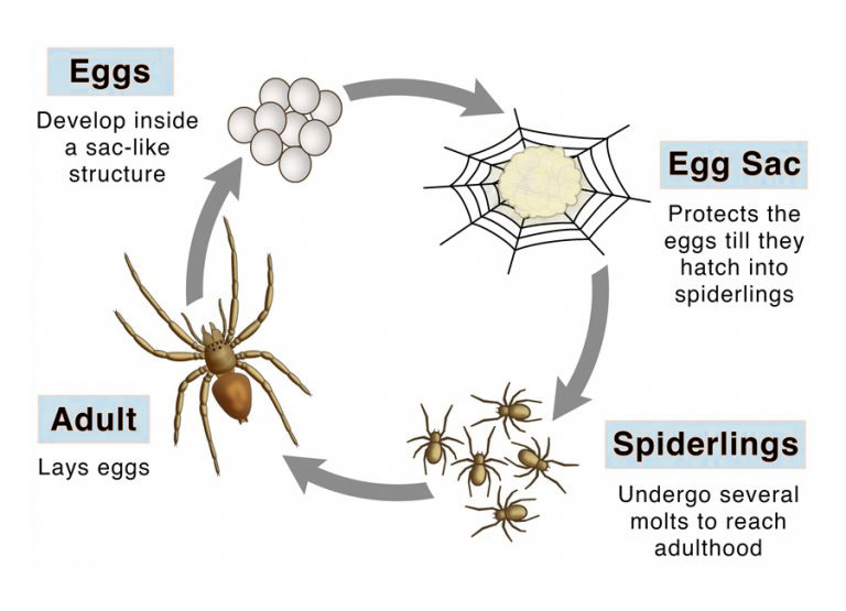 spider life cycle diagram