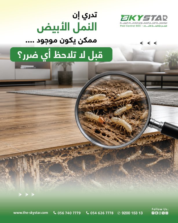 Property Termite Inspection: A Clear Report Before You Sign
