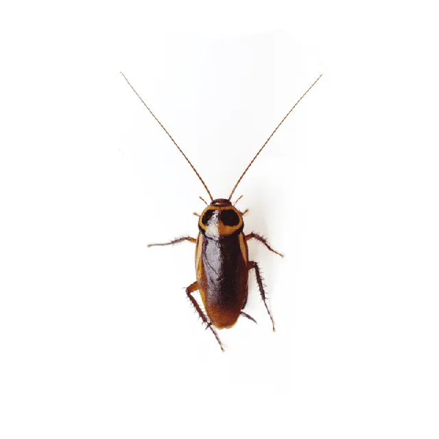 Australian Cockroach