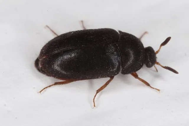 Varied Carpet Beetle