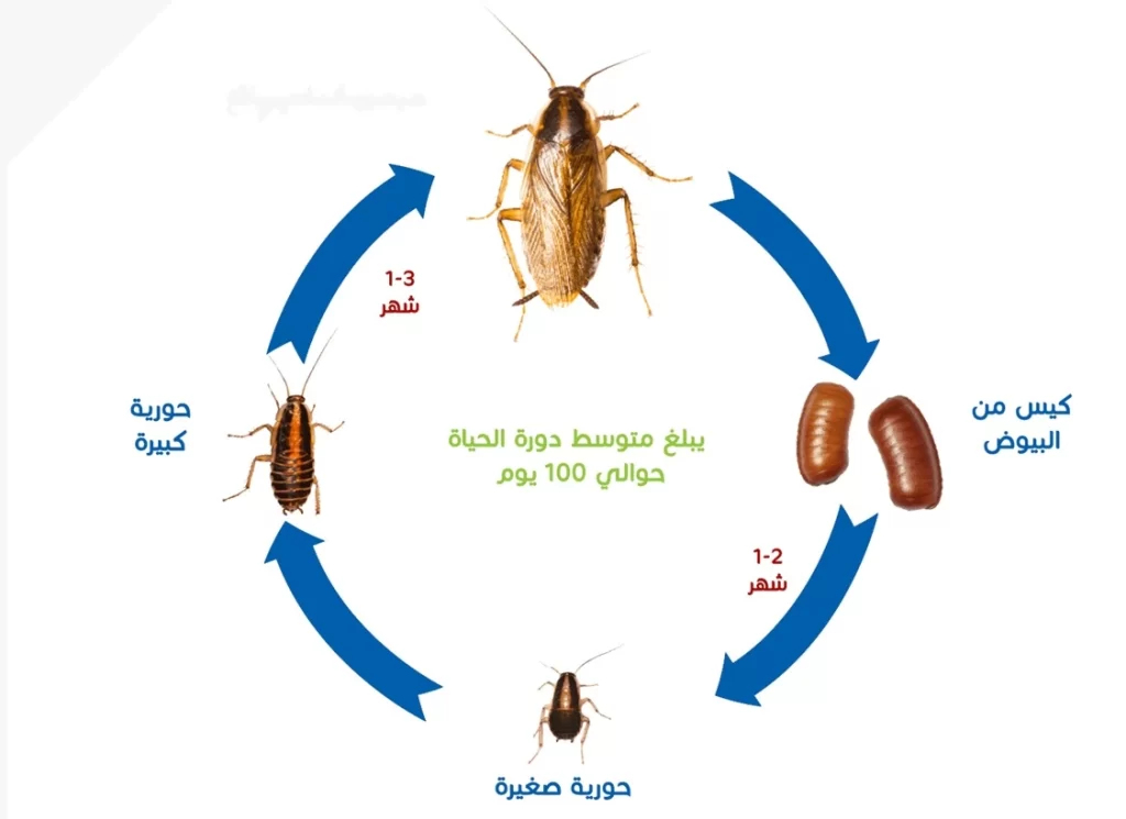 شركة في مكافحة حشرات المدينة المنورة جدة نقدم خدمات ارخص الأسعار - الصراصير والقوارض النمل الأبيض مع ضمان 920015313+