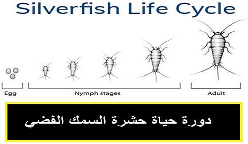شركة في مكافحة حشرات المدينة المنورة جدة نقدم خدمات ارخص الأسعار - الصراصير والقوارض النمل الأبيض مع ضمان 920015313+