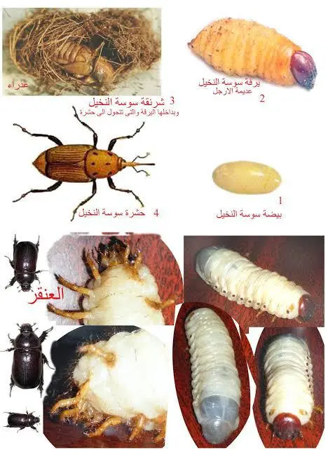 شركة في مكافحة حشرات المدينة المنورة جدة نقدم خدمات ارخص الأسعار - الصراصير والقوارض النمل الأبيض مع ضمان 920015313+